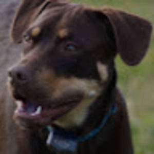 Meet your Posher, Elliot